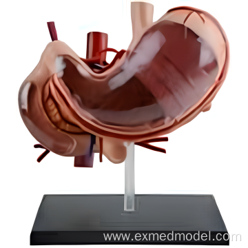 Human Stomach Anatomy Model